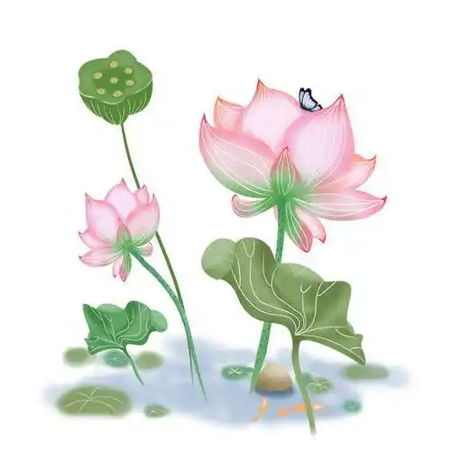 手绘风格盛开的荷花荷叶莲蓬蝴蝶图片免抠素材