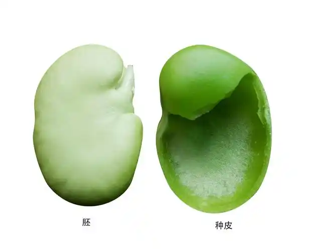 我的植物学笔记蚕豆的自述