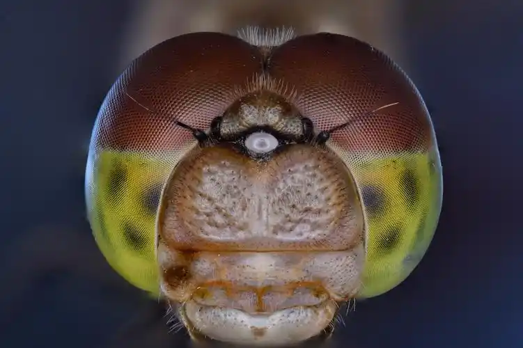 蜻蜓复眼的魅力