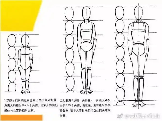 速写人物比例讲解