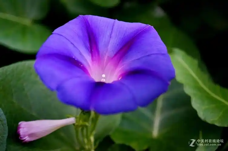 简单而美丽的牵牛花(蓝紫)