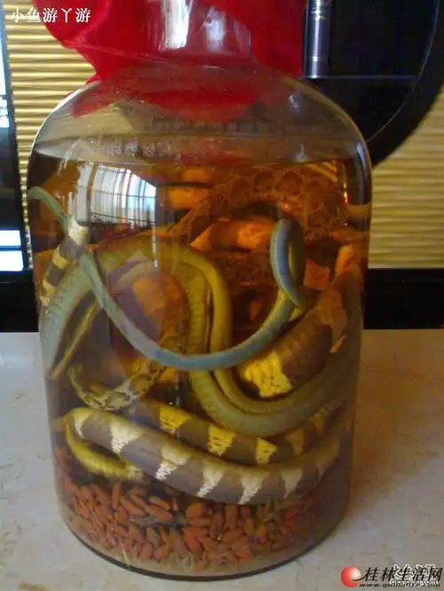 不看后悔专门业代泡五步蛇酒特效祛风湿舒经活络