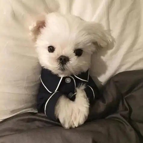 呆萌的哈巴狗头像送给爱狗狗的每一位朋友