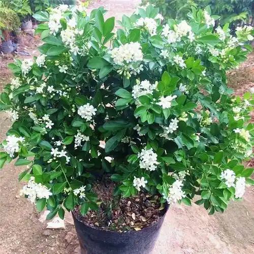 七里香图片(周杰伦七里香图片) - 123植物网