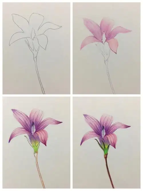 彩铅紫花地丁的绘画步骤图分享给大家啦