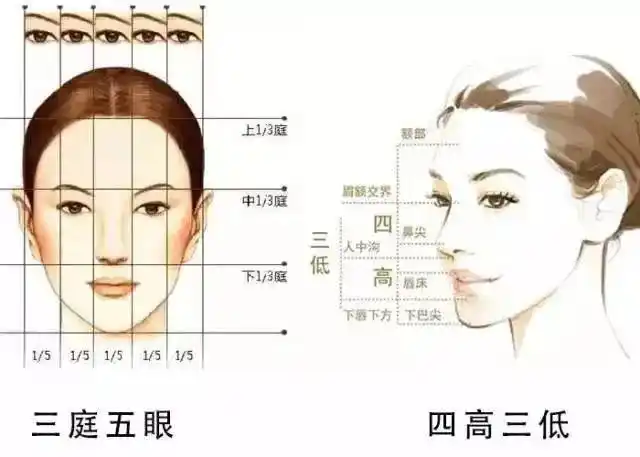 "三庭"是指从前额发际线至眉骨,脸部的黄金比例是"三庭五眼"