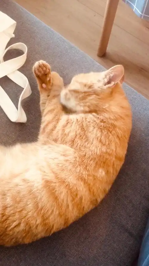 成年橘猫,男孩子,我明天就要离开杭州了……求好.