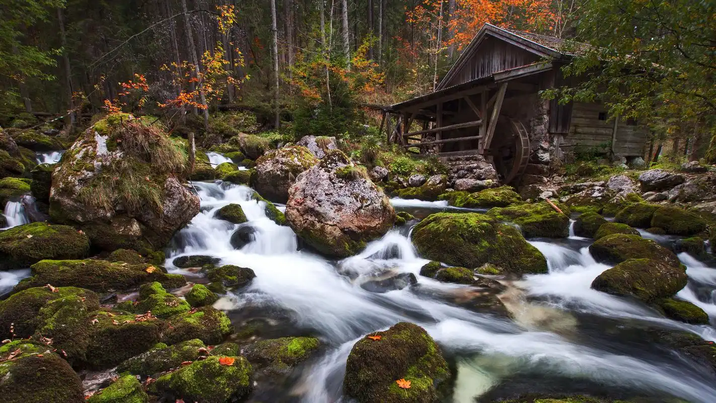 原始森林高清电脑桌面壁纸