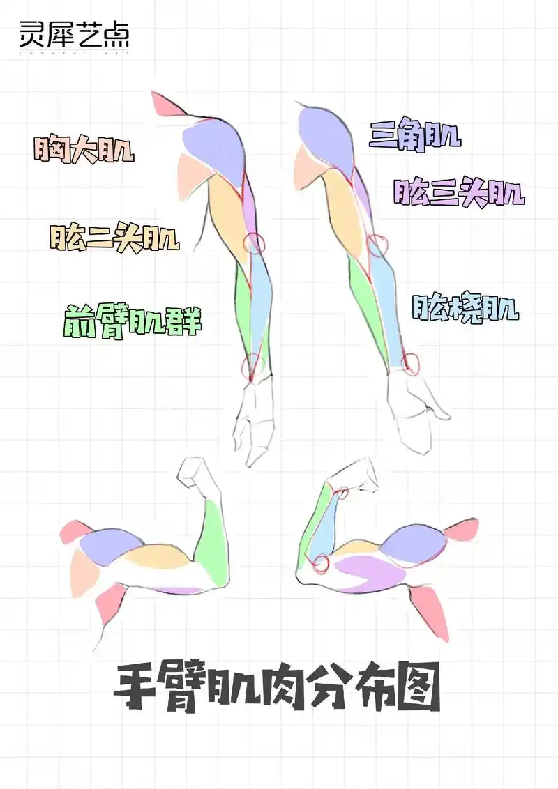 简单直观的手臂肌肉分布!快快收藏.#procreate教程  - 抖音