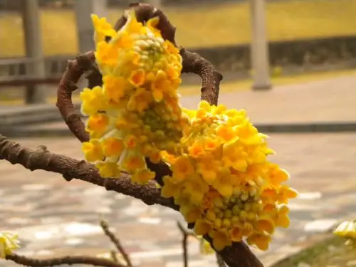 黄瑞香的栽培技术