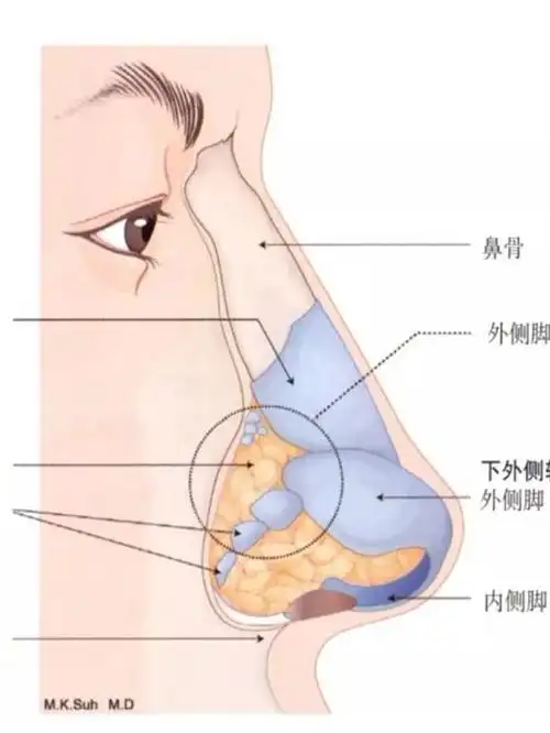 7815眉心三角区的最高处与最低处分别衔接额底部与鼻梁_圈子-新氧