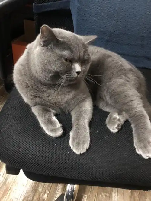 家有双血统公蓝猫成年了,免费借配