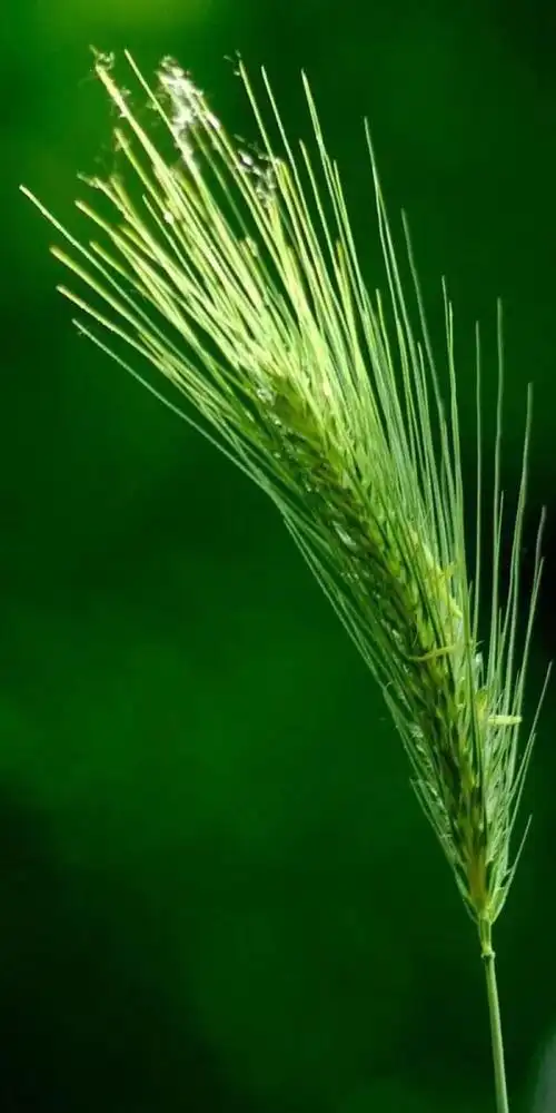 绿色背景图,绿色背景图卡通(护眼壁纸:绿色清新背景图)