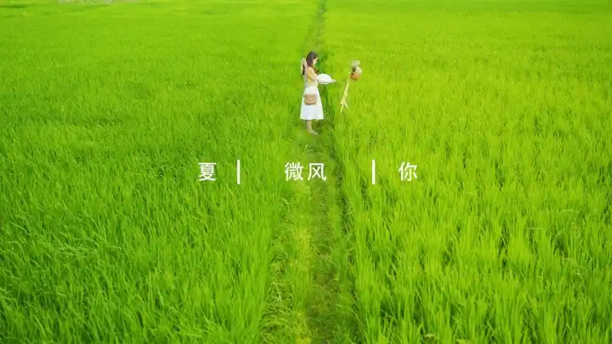 夏日稻田文艺小清新每一帧都是绝绝子