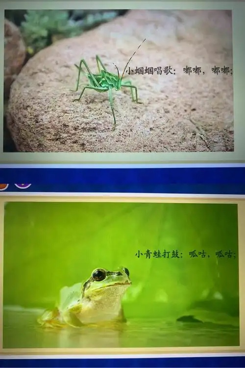 这是小动物们的叫声