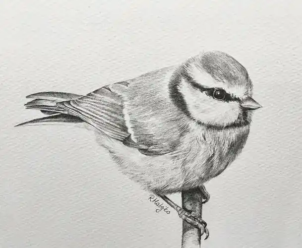 分享鸟类素描素描小动物