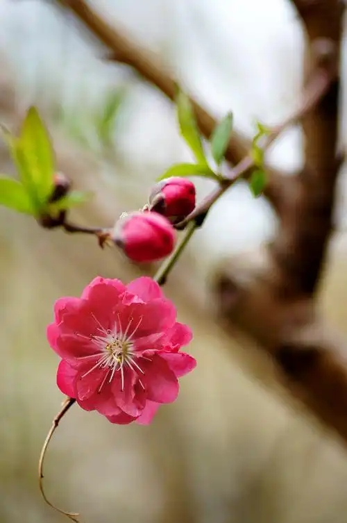 桃花涧盛开的桃花