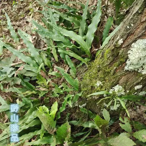 黄瓦韦韦石现发现采新鲜七星大石大瓦鸡尾金鸡尾其他药食同源食品