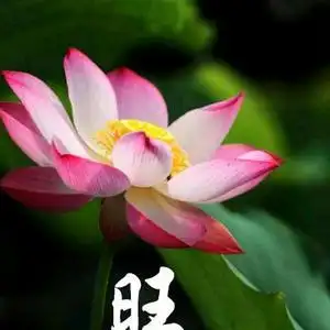 一生平安红头像