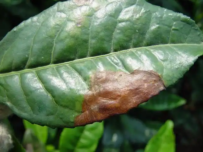 茶树:茶褐色叶斑病