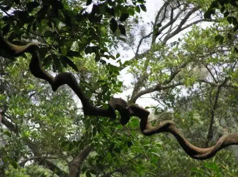 这是什么药材,左边扭扭曲曲这跟