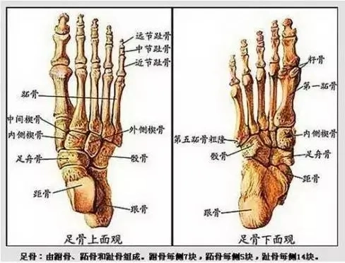 足副舟骨:咦,你怎么比别人多了一块骨头?