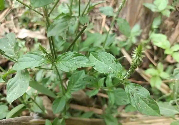 有"风湿草"俗称,老人腿脚疼痛就找它,以前很常见,如今不好找_草药
