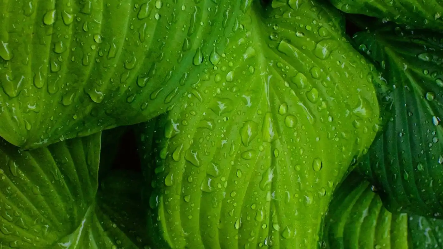 小清新绿色护眼系列高清桌面壁纸