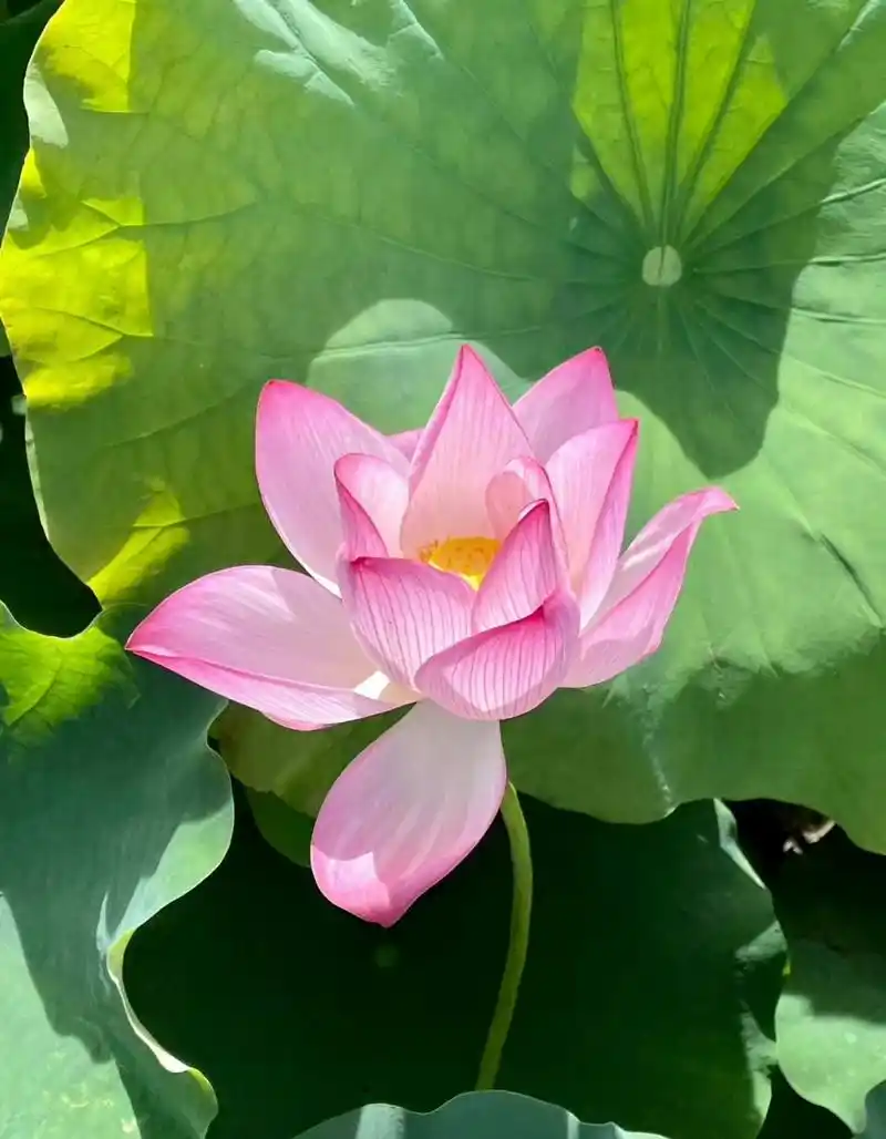 晴空下的莲花真的太美了吧,衬上远处的蓝天白云,更加迷人.