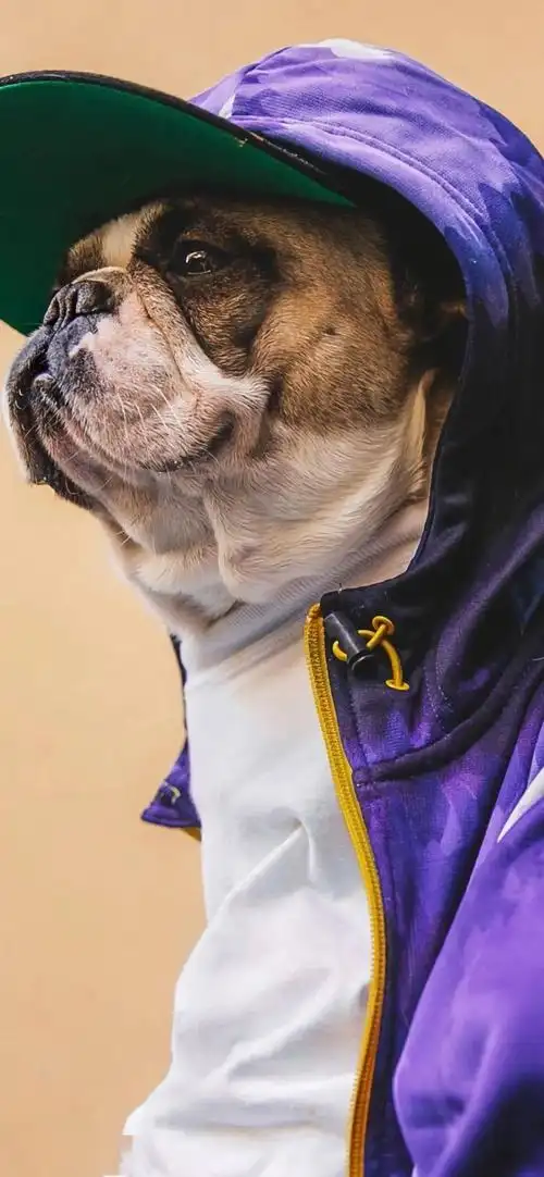 潮酷全面屏壁纸_手机搜狐网