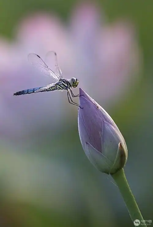 小荷才露尖尖角早有蜻蜓立上头