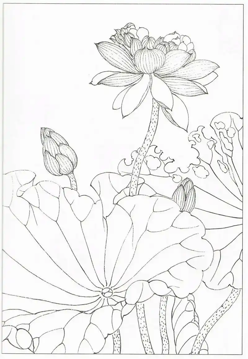 白描荷花分享.#一起学画画 #每日一画 #白描 - 抖音