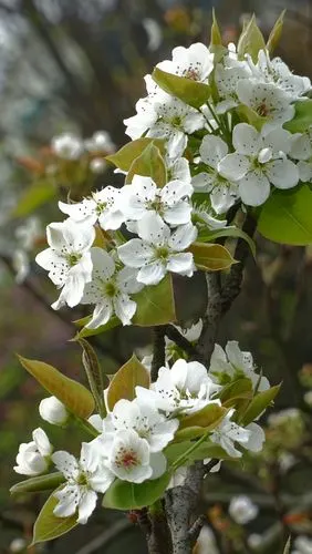 最美的都在下一次的遇见(再拍梨花)