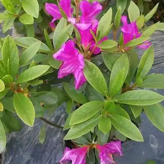 侬律毛杜鹃花苗基地直销花姬绿化工程苗杜鹃花苗四