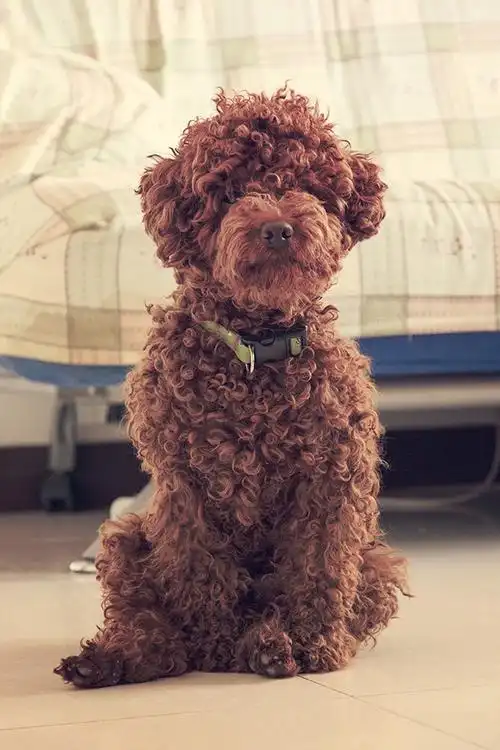 小卷毛泰迪乐乐