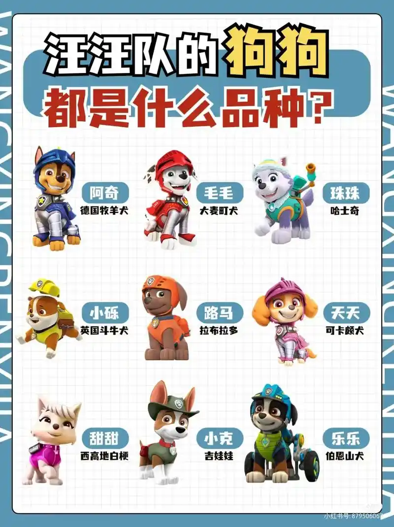 汪汪队的狗狗 都是什么品种? ·吉娃娃是立耳,警觉时耳朵直立 - 抖音