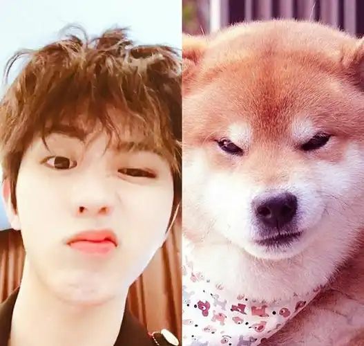 宠物情人?蔡徐坤撞脸哈士奇俊介香猪猫咪等多种萌宠,真的很像!