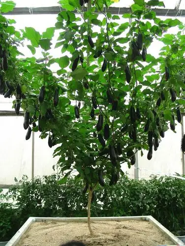 茄子树种子树茄子蔬菜种子长茄高产四季播阳台多年生原装8粒包邮-淘宝