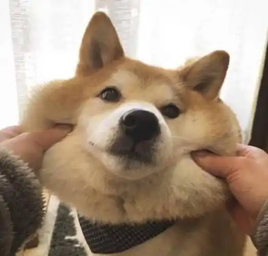 网络最火搞笑图片热门搞笑表情包50张