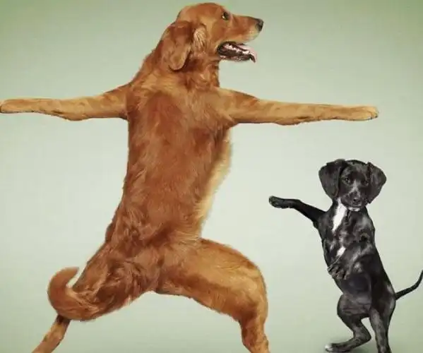 袖虎带来两种狗狗常见肢体语言解读