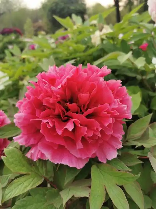 4月14日牡丹花情预报_新闻中心_洛阳网