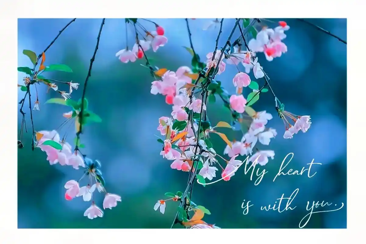 好一张清新脱俗的屏保,下载第三张就可以自己设置 - 抖音