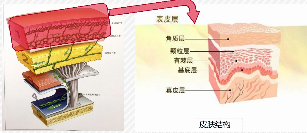 (一)全层抗衰中,第一皮肤层应该怎么抗衰?