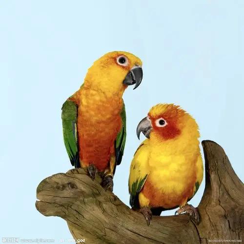 鸟类图片专题,鸟类下载_昵图网nipic.com