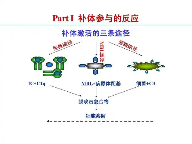 part i 补体参与的反应 补体激活的三条途径