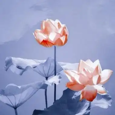 超火的荷花头像图片