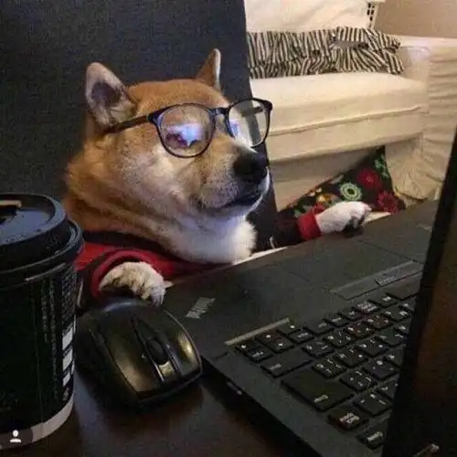 求一张狗狗在电脑前戴着眼镜的头像