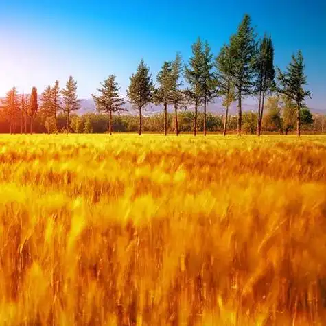 金色麦田图片头像