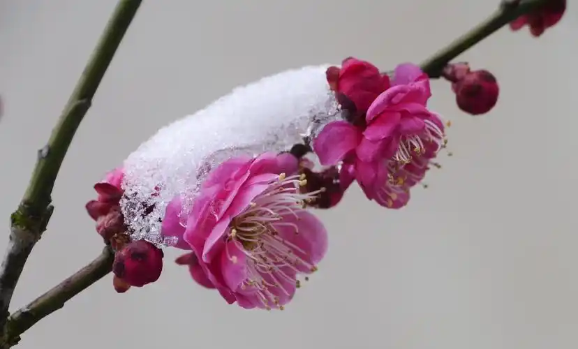 雪--梅花 美景 古屋