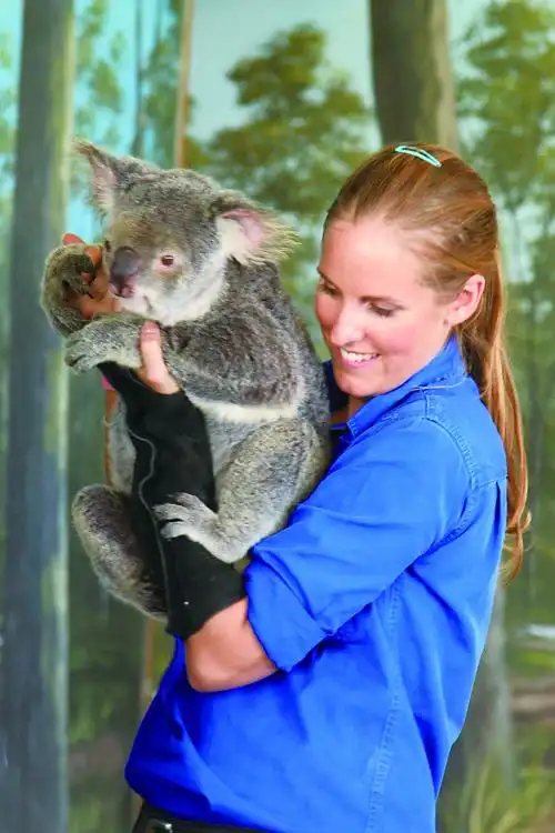 "公主抱"是与考拉的互动项目.